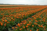 den hoorn tulpenveld