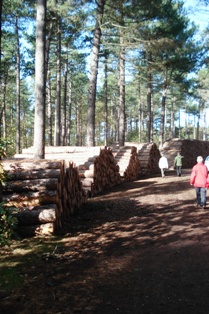 Dennenbos_wandelen